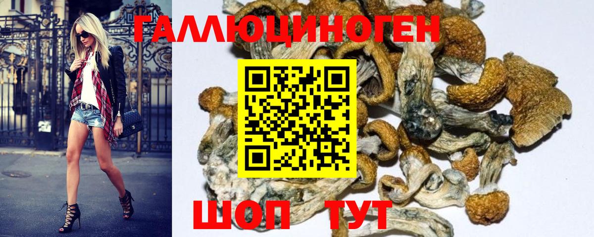 Чернушка  Псилоцибиновые грибы Psilocybe  Вход с VPN  Галлюциногенные грибы прущие грибы 